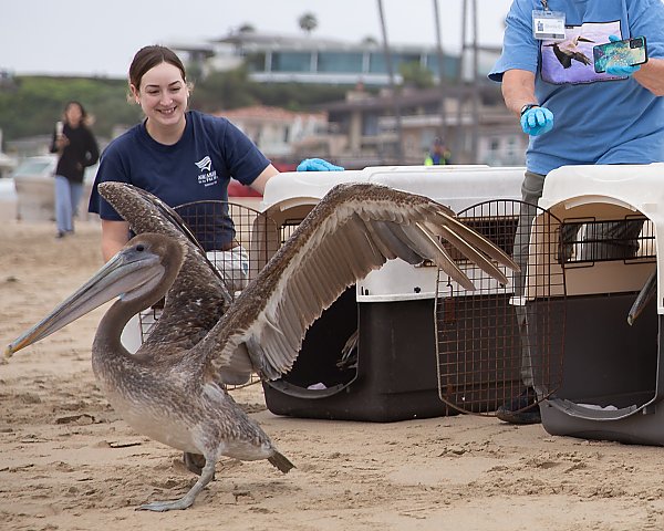 Aquarium staff kneels behind a kennel with a pelican emerging with wings wide