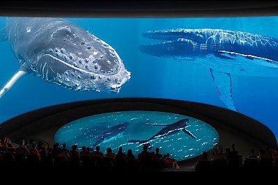 Aquarium Announces Pacific Visions - Images News 5 Theater Whales AOP900 400 Q85