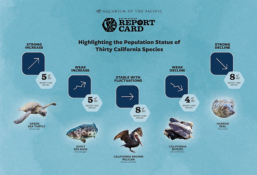 Report Card Infographic featuring sea turtle, giant sea bass, brown pelican, california mussels, and harbor seal