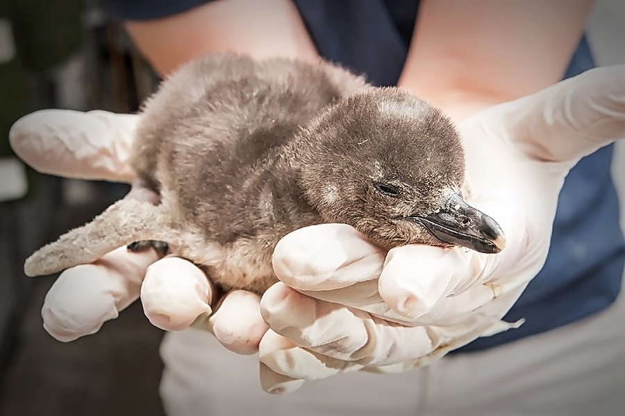 Adorable baby penguin chicks hatch at Tennessee Aquarium