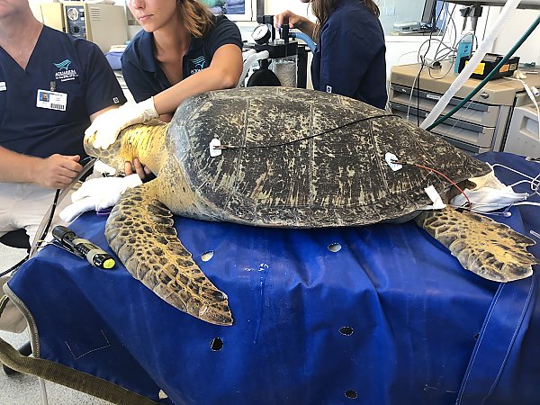 Rescued green sea turtle undergoes medical treatment in the Aquarium's Molina Animal Care Center