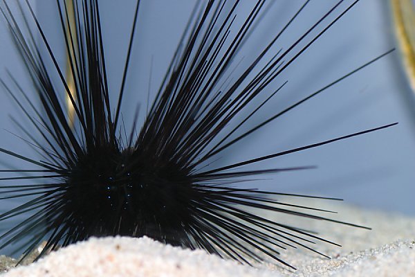 Black Longspine Urchin on white sand