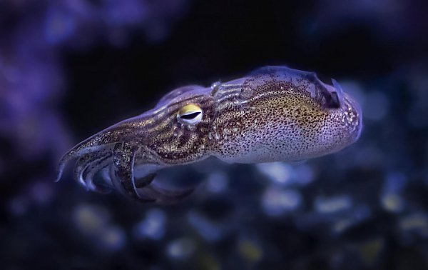 pajama squid profile