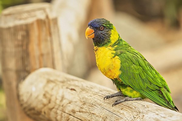 Edward's lorikeet sitting on a fence