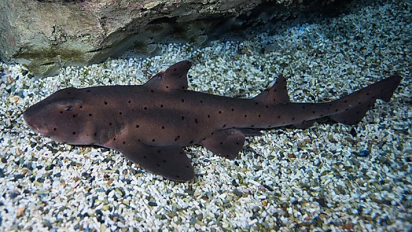 horn shark sitting on bottom of exhibit