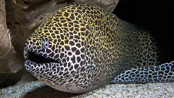 honeycomb moray eel with mouth open