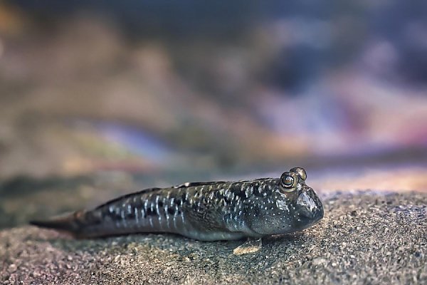 Indian dwarf mudskipper resting on dry rock out of the water