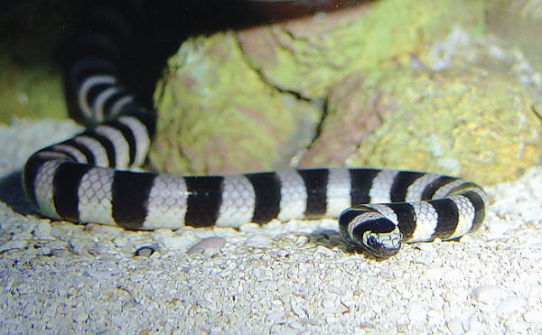 poisonous sea snakes