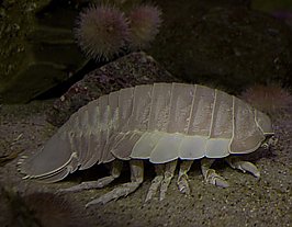 Giant Isopod | Online Learning Center | Aquarium of the Pacific