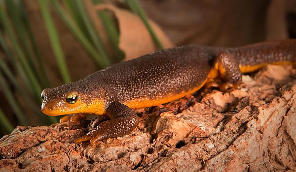 California Newt on rocky substrate