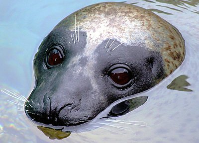 harbor seal eating