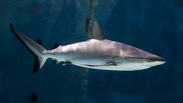 baby grey reef shark