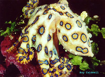 Reef Octopus O-Rings