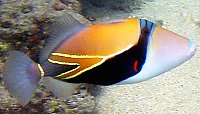 Wedge-tail Triggerfish | Online Learning Center | Aquarium of the Pacific