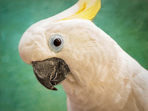 sulfur vs yellow cockatoo