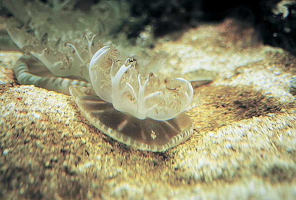 Upside down jelly on sand