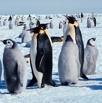 Emperor Penguin | Online Learning Center | Aquarium of the Pacific