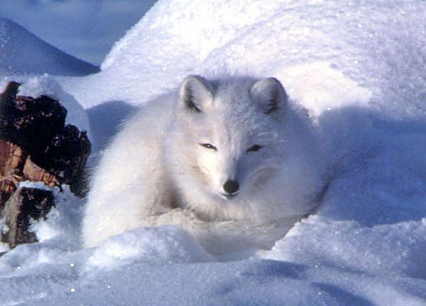 Wildlife Friend on Instagram: “Soft Fox A few winters ago, in