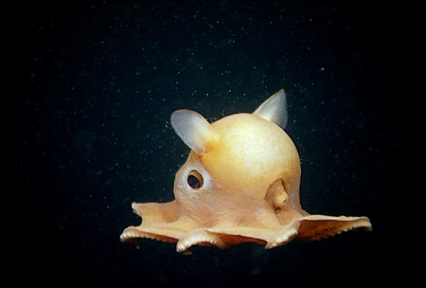 dumbo squid