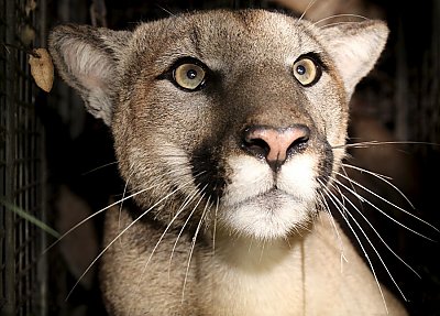Puma with white fur and long legs