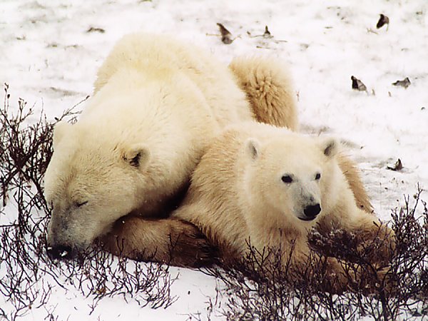 polar bear mother and cub on the snow