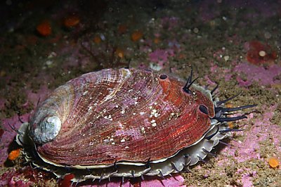 10 Little-Known Facts About Abalone