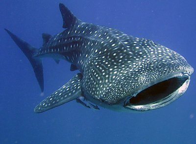 images of whale sharks