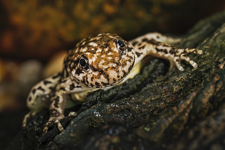 Mountain yellow-legged frog on a rock close up