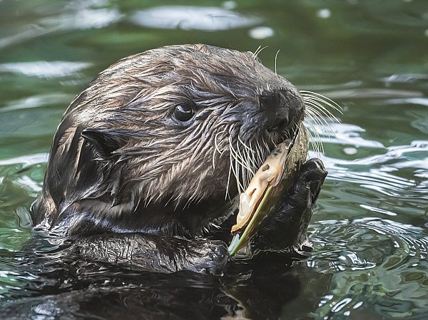 Southern sea otter eating clam