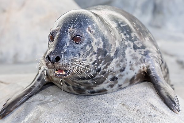 Harbor seal on rock