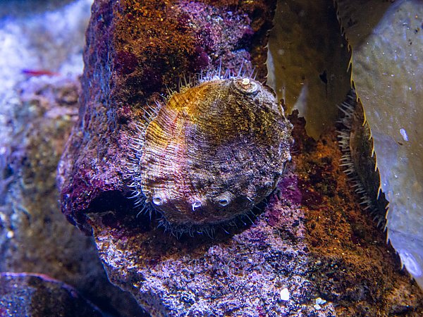 White abalone on a rock