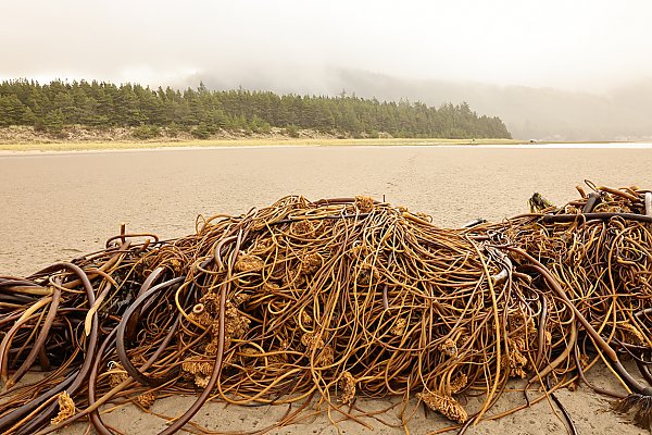 Bull kelp on shore