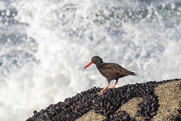 Black oystercatcher standing on mussels