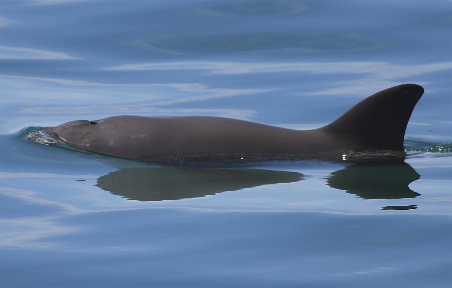 Vaquita in a calm sea