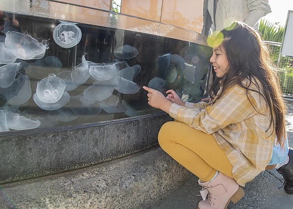 Girl excitedly points at moon jellies in outdoor exhibit