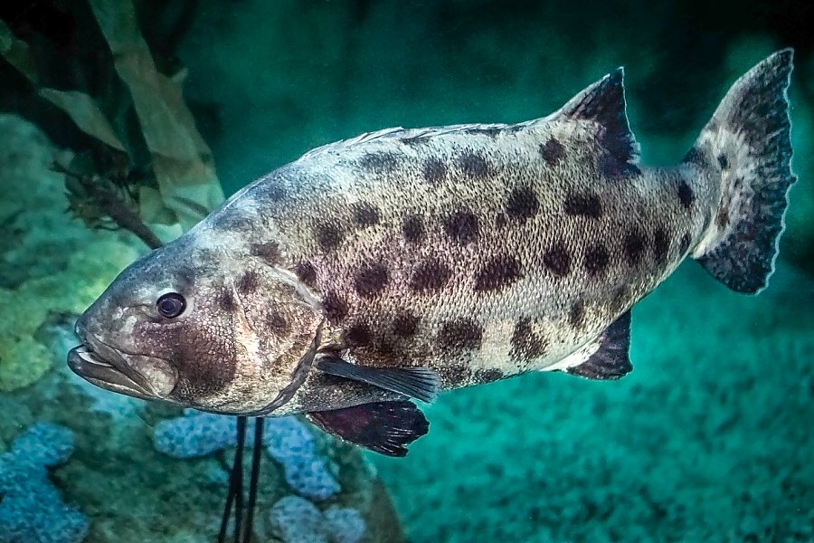 Giant Sea Bass Breeding Conservation Aquarium of the Pacific