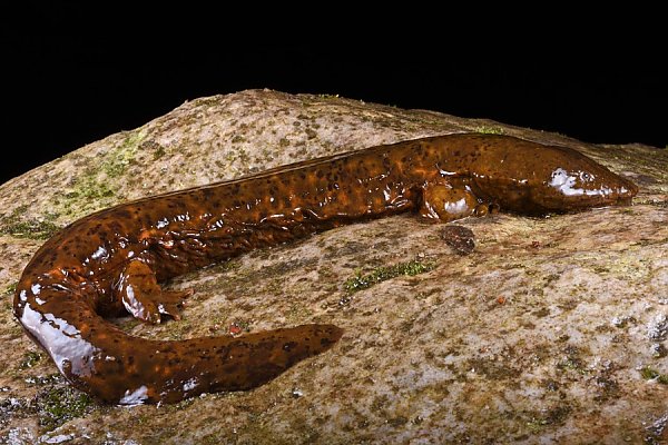 a wet Hellbender salamander resting on a rock
