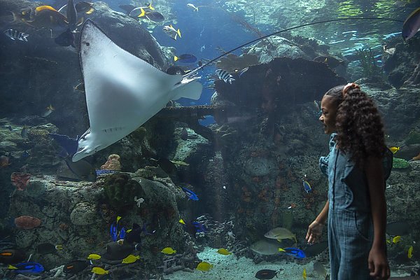 Girl looks at eagle ray in tropical exhibit