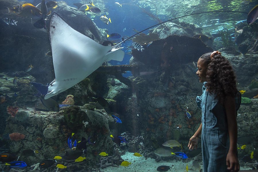 Girl looks at eagle ray in tropical exhibit