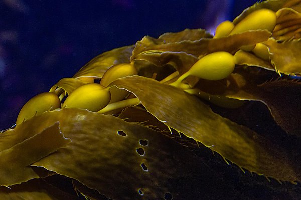 blade of kelp with bladders