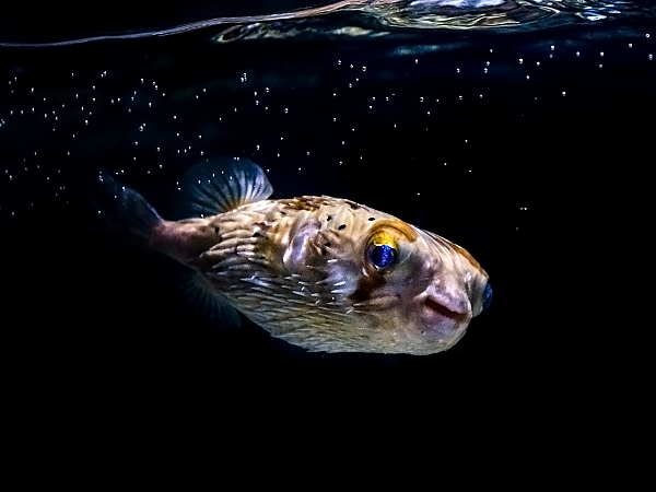 Balloonfish (Spiny Porcupinefish), Online Learning Center