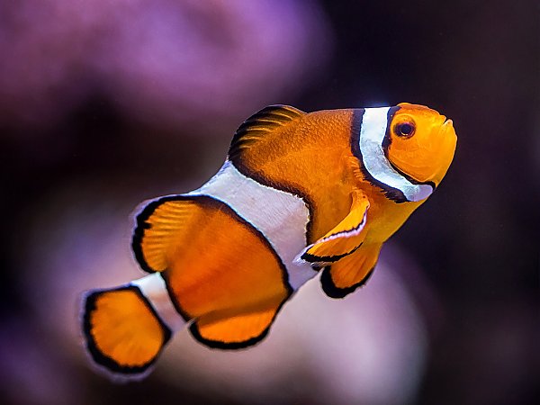 Clownfish-translator.com