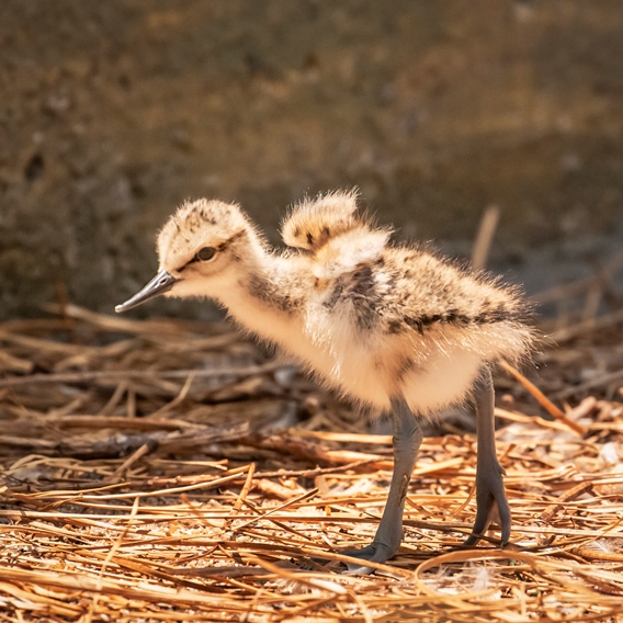 One of the avocet chicks hatched in June 2019 stretches its wings as it takes a step