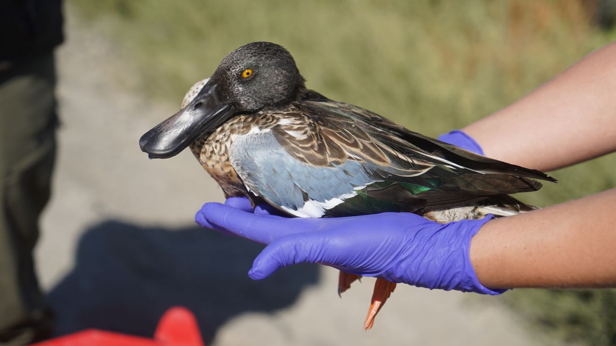 A rescued bird in a pair of gloved hands