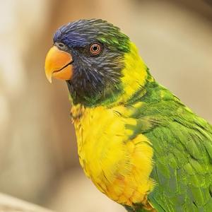 Edward's Lorikeet