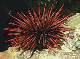 Red Sea Urchin, Online Learning Center
