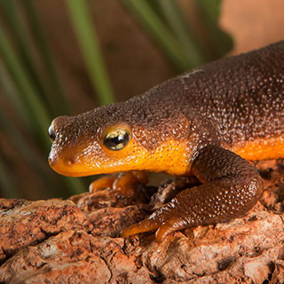 California Newt closeup