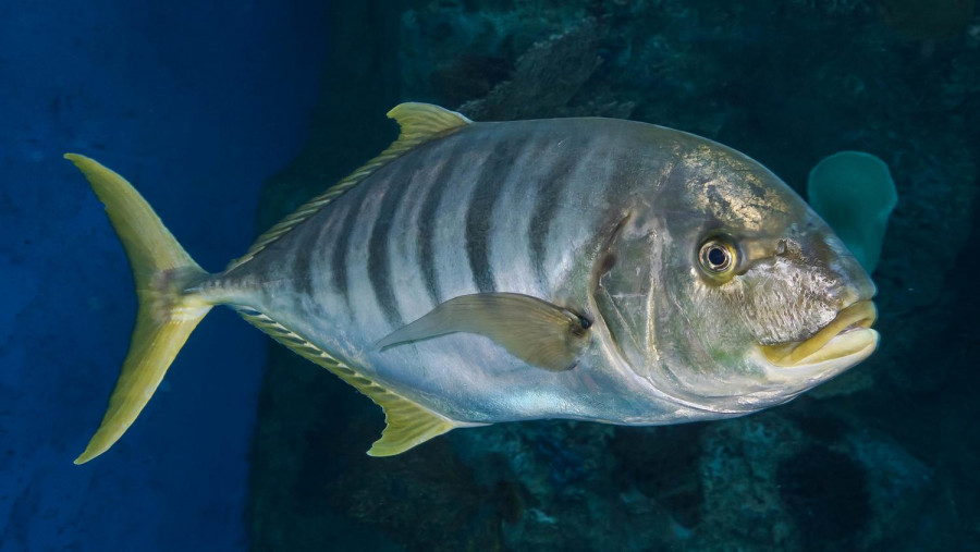 Golden trevally adult in Tropical Reef