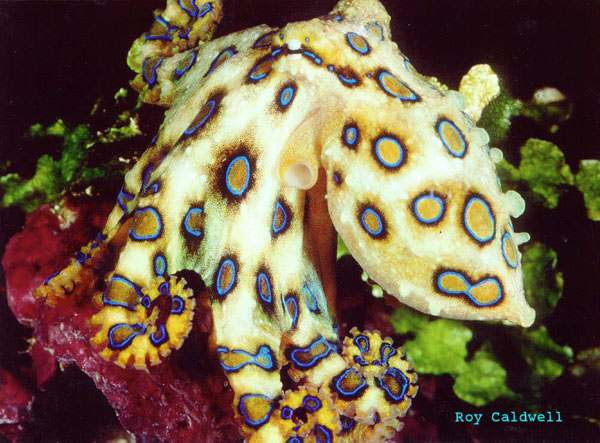 Blue ringed octopus (Hapalochlaena) Lembeh Strait, North Sulawesi,  Indonesia Stock Photo - Alamy