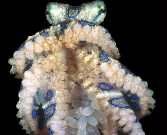 Greater Blue-ringed Octopus and Eggs | Smithsonian Ocean